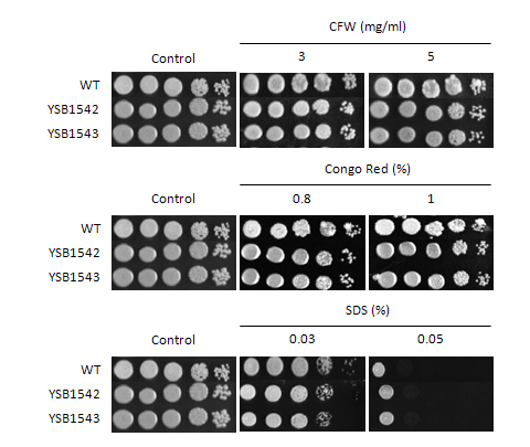 Cell wall stress phenotype for CNAG_01454T0