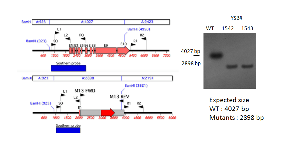 Gene disruption strategy for CNAG_01454T0