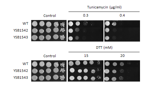 ER stress phenotype for CNAG_01454T0