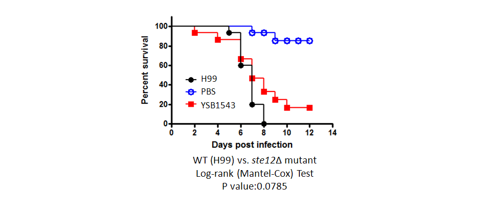 Galleria mellonella virulence data for CNAG_01454T0
