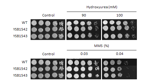 Genotoxic stress phenotype for CNAG_01454T0