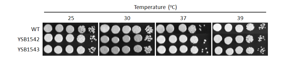 Growth phenotype for CNAG_01454T0