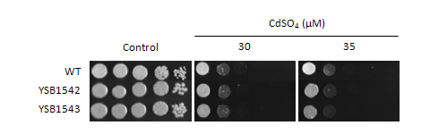 Heavy metal stress phenotype for CNAG_01454T0