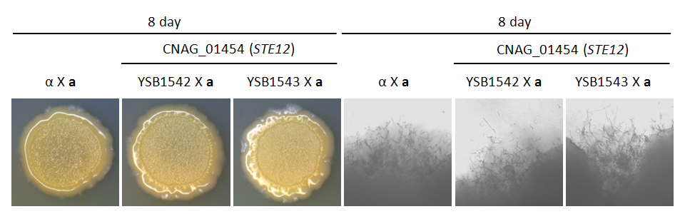 Mating phenotype for CNAG_01454T0