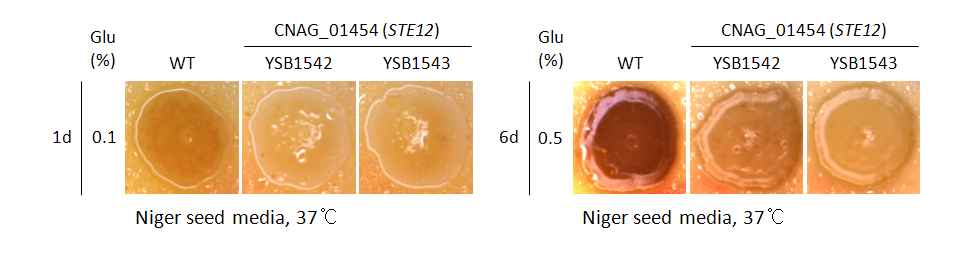 Melanin phenotype for CNAG_01454T0