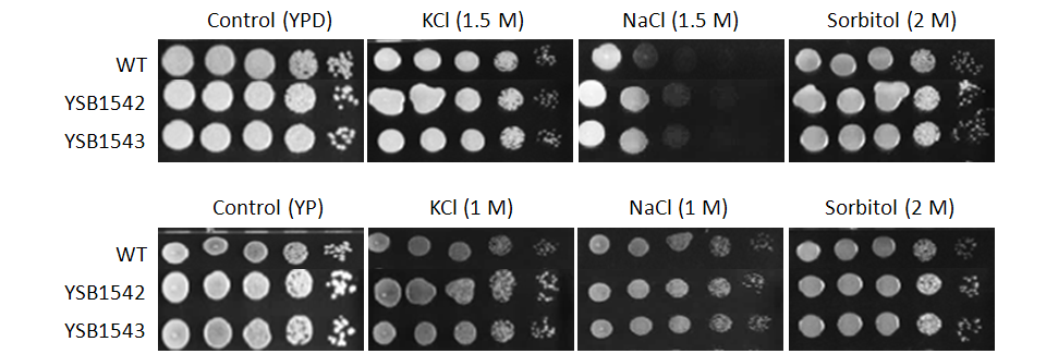 Osmotic stress phenotype for CNAG_01454T0