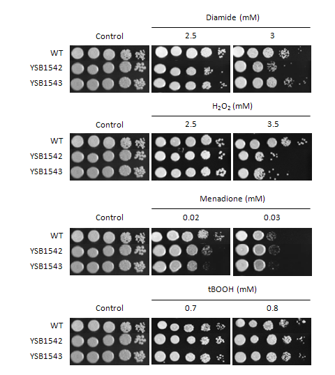 Oxidative stress phenotype for CNAG_01454T0
