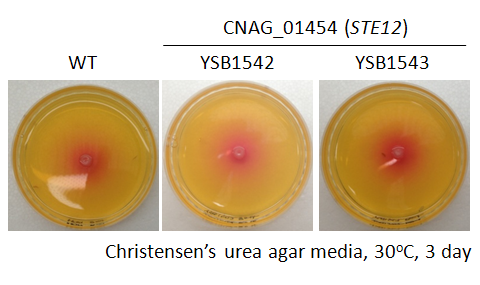 Urease phenotype for CNAG_01454T0