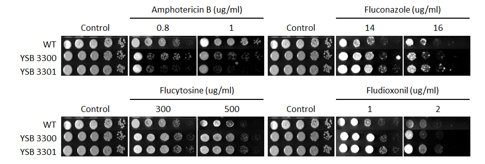 Antifungal drug susceptibility for CNAG_01551T0