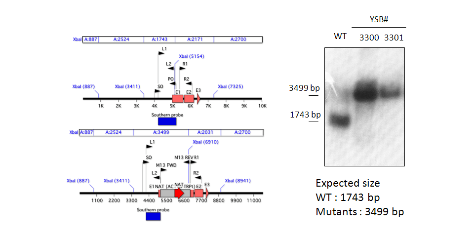 Gene disruption strategy for CNAG_01551T0