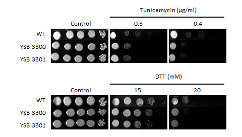 ER stress phenotype for CNAG_01551T0