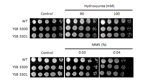 Genotoxic stress phenotype for CNAG_01551T0