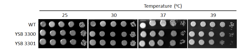 Growth phenotype for CNAG_01551T0