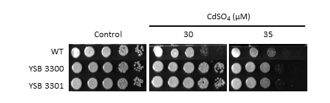 Heavy metal stress phenotype for CNAG_01551T0