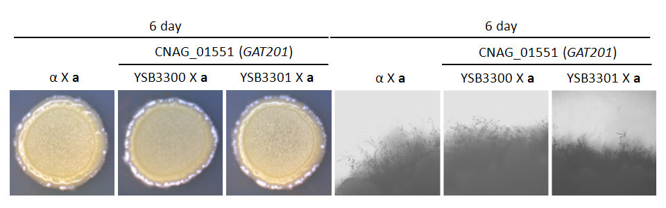 Mating phenotype for CNAG_01551T0