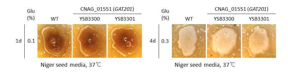 Melanin phenotype for CNAG_01551T0