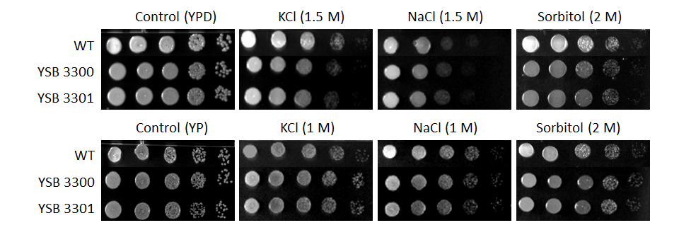 Osmotic stress phenotype for CNAG_01551T0