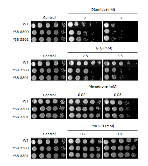 Oxidative stress phenotype for CNAG_01551T0