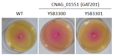 Urease phenotype for CNAG_01551T0
