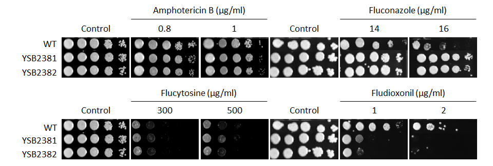 Antifungal drug susceptibility for CNAG_01626T0