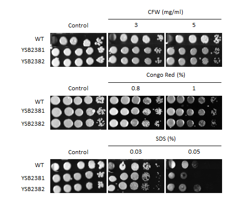Cell wall stress phenotype for CNAG_01626T0