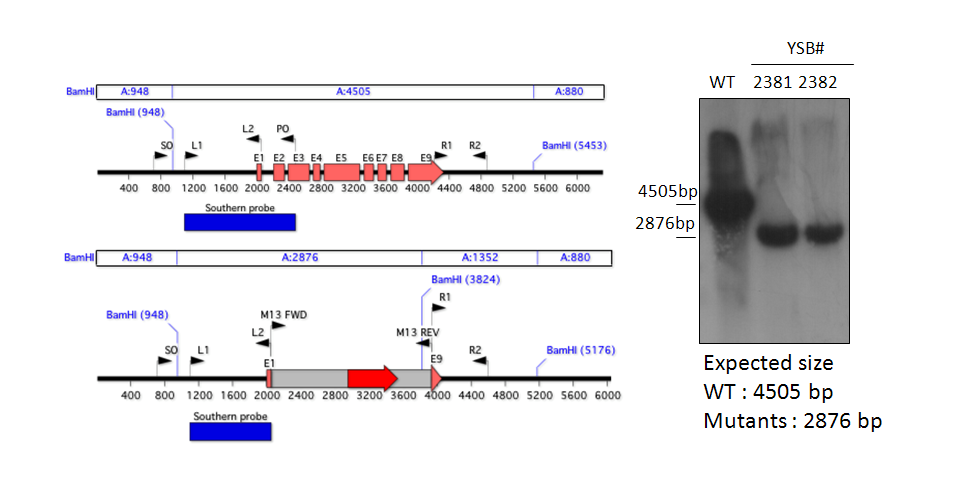 Gene disruption strategy for CNAG_01626T0