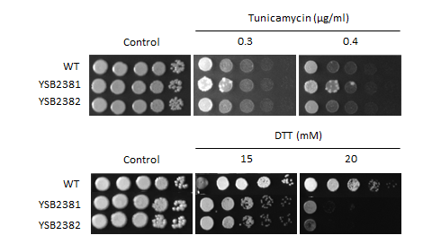 ER stress phenotype for CNAG_01626T0