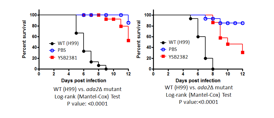 Galleria mellonella virulence data for CNAG_01626T0