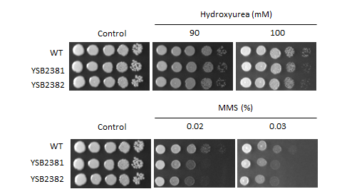 Genotoxic stress phenotype for CNAG_01626T0