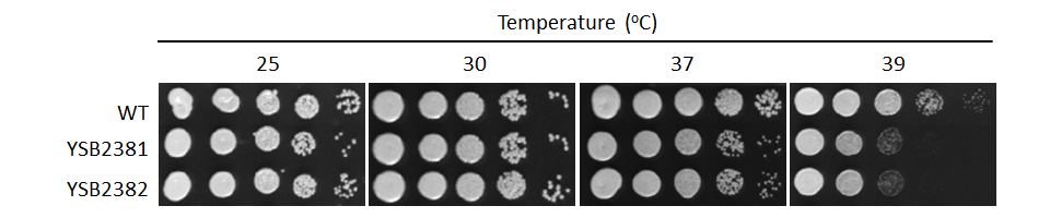 Growth phenotype for CNAG_01626T0
