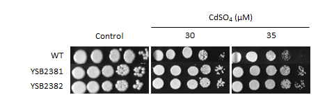 Heavy metal stress phenotype for CNAG_01626T0