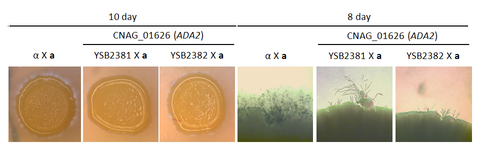 Mating phenotype for CNAG_01626T0