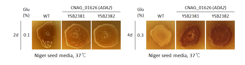 Melanin phenotype for CNAG_01626T0