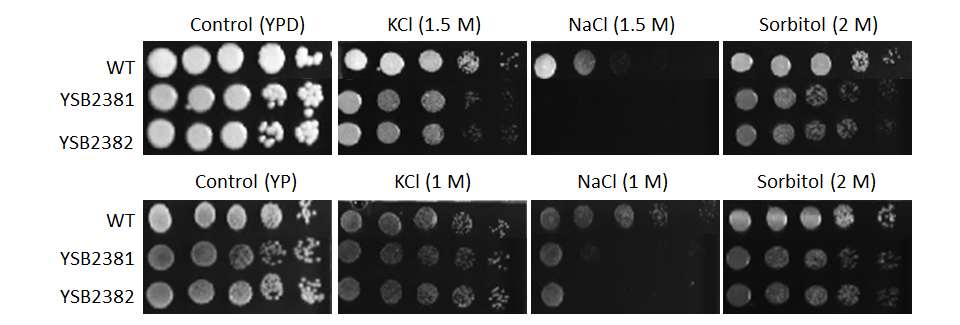 Osmotic stress phenotype for CNAG_01626T0