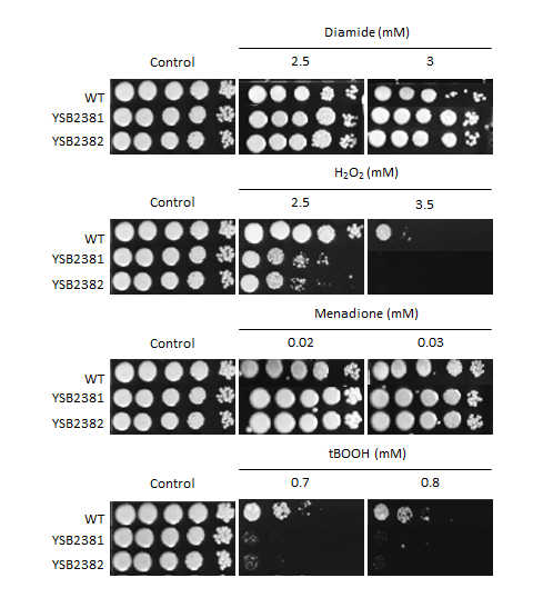 Oxidative stress phenotype for CNAG_01626T0