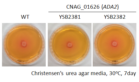 Urease phenotype for CNAG_01626T0