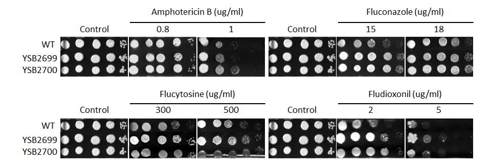 Antifungal drug susceptibility for CNAG_01708T0