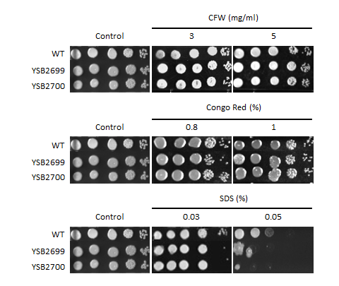 Cell wall stress phenotype for CNAG_01708T0
