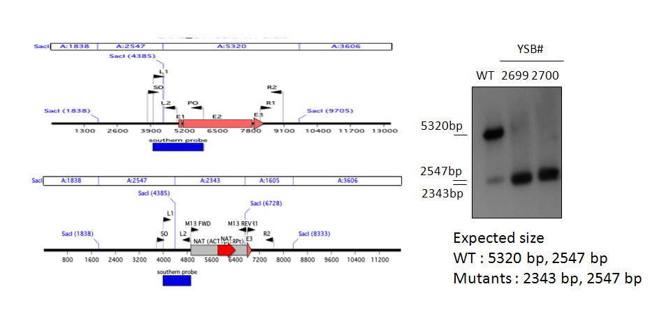 Gene disruption strategy for CNAG_01708T0
