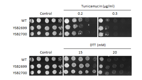 ER stress phenotype for CNAG_01708T0