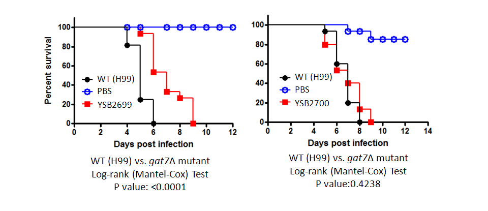 Galleria mellonella virulence data for CNAG_01708T0