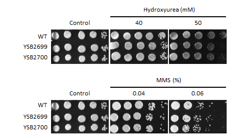 Genotoxic stress phenotype for CNAG_01708T0