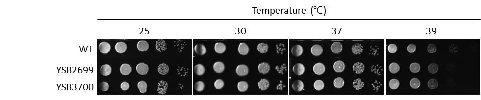 Growth phenotype for CNAG_01708T0