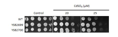 Heavy metal stress phenotype for CNAG_01708T0