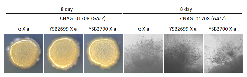 Mating phenotype for CNAG_01708T0