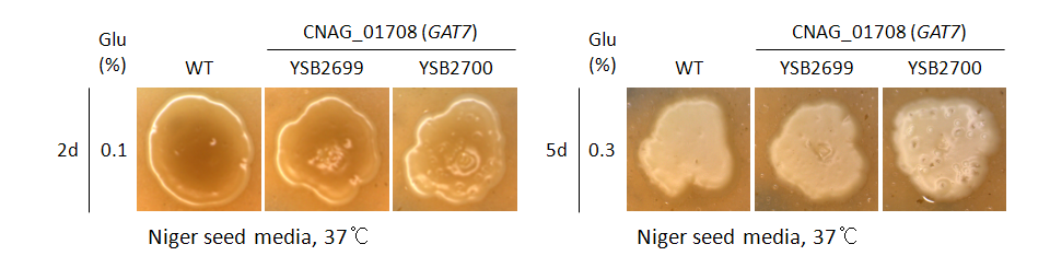 Melanin phenotype for CNAG_01708T0