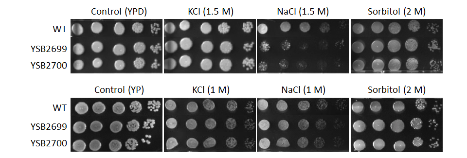 Osmotic stress phenotype for CNAG_01708T0