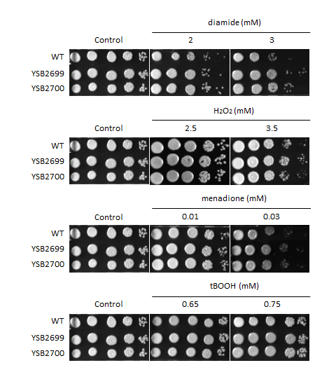 Oxidative stress phenotype for CNAG_01708T0