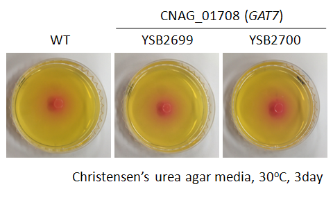 Urease phenotype for CNAG_01708T0