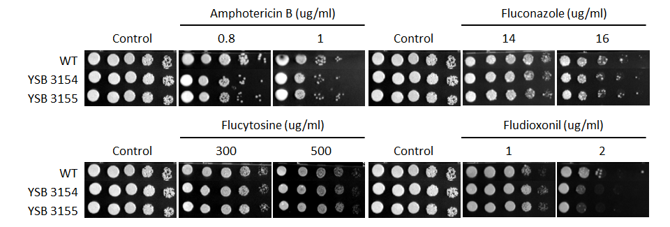 Antifungal drug susceptibility for CNAG_01841T0